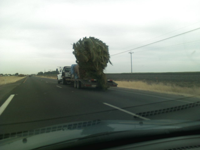 palm tree on truck 2