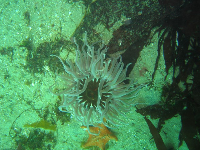 A sea anemone chilling out on the ocean floor.