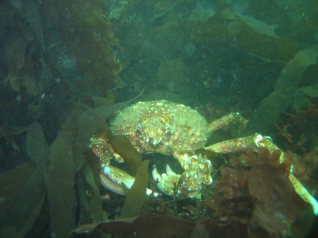 This was a HUGE crab we spotted.  Its body, not counting the legs, was as big as a dinner plate.  We hovered over it and examined its home.  It just looked at us, somewhat annoyed.