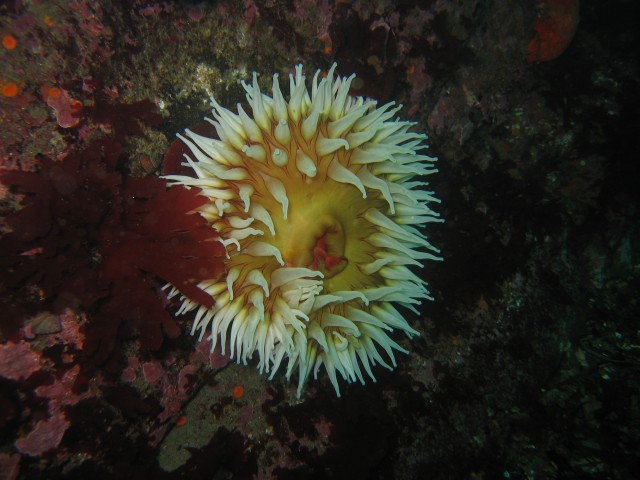 Cool anemone