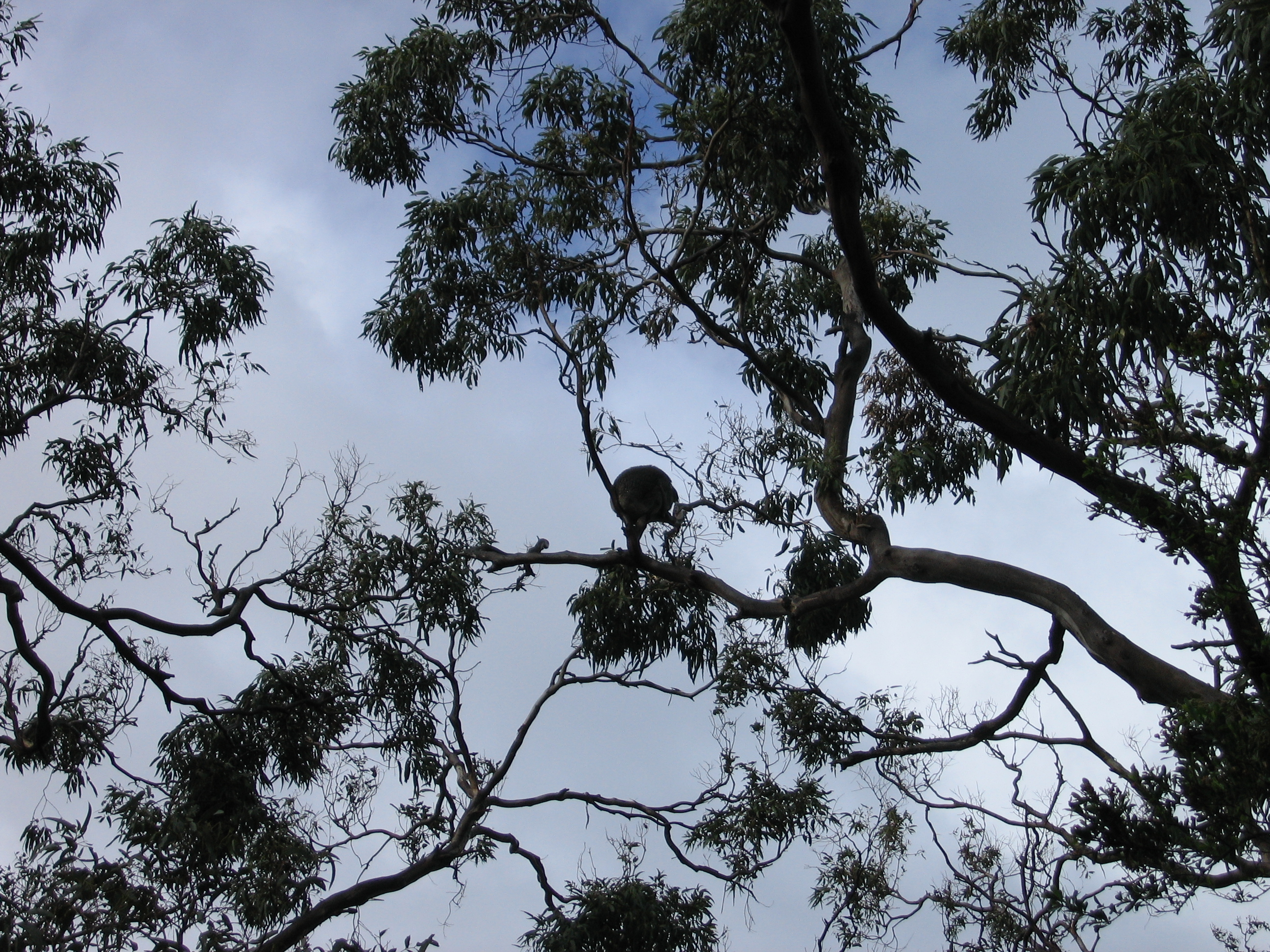 Does the dreaded drop bear prefer its victims to be tourists or