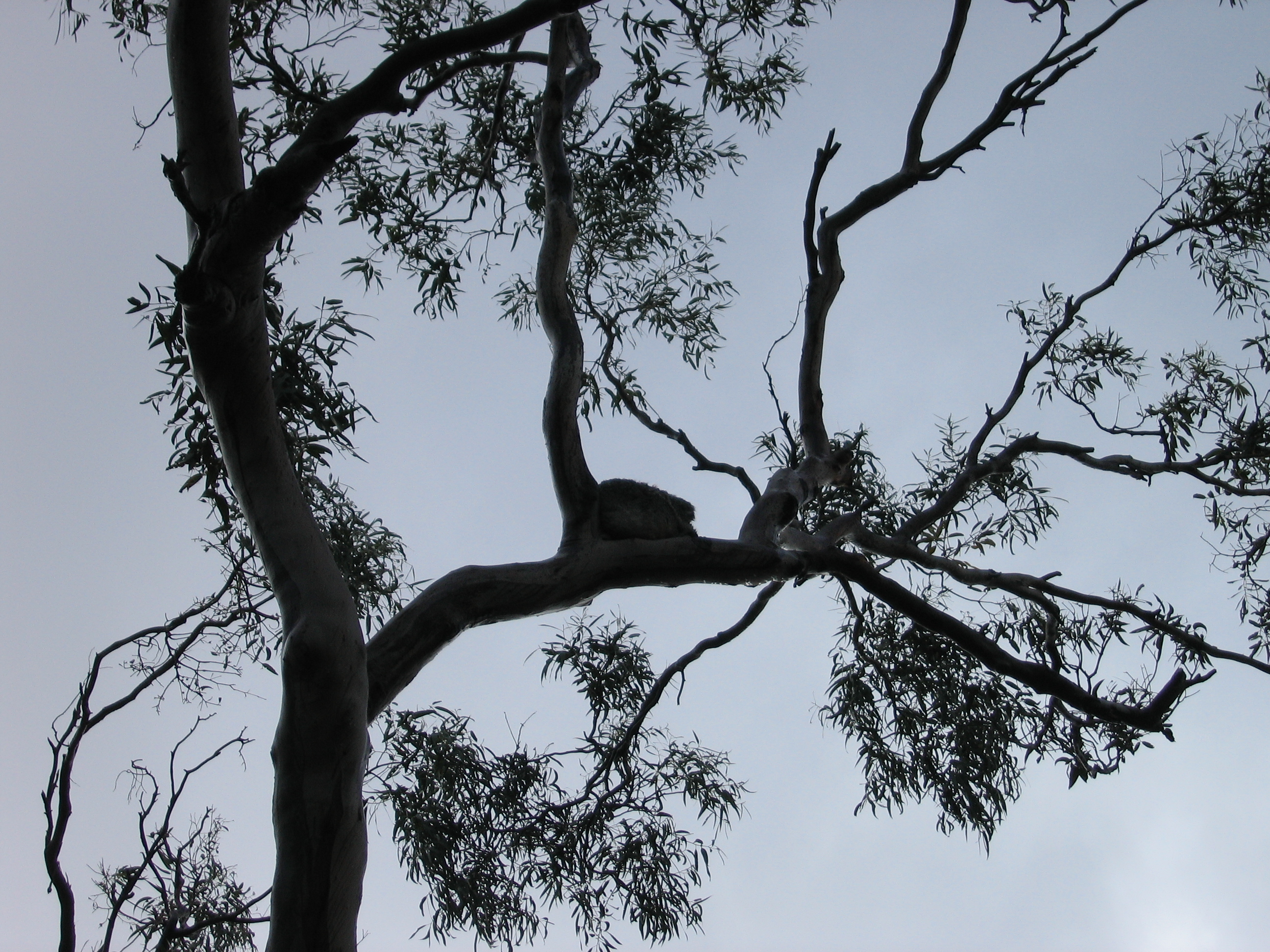 a) Drop bear in its habitat, (b) drop bear attacking prey, (c) two