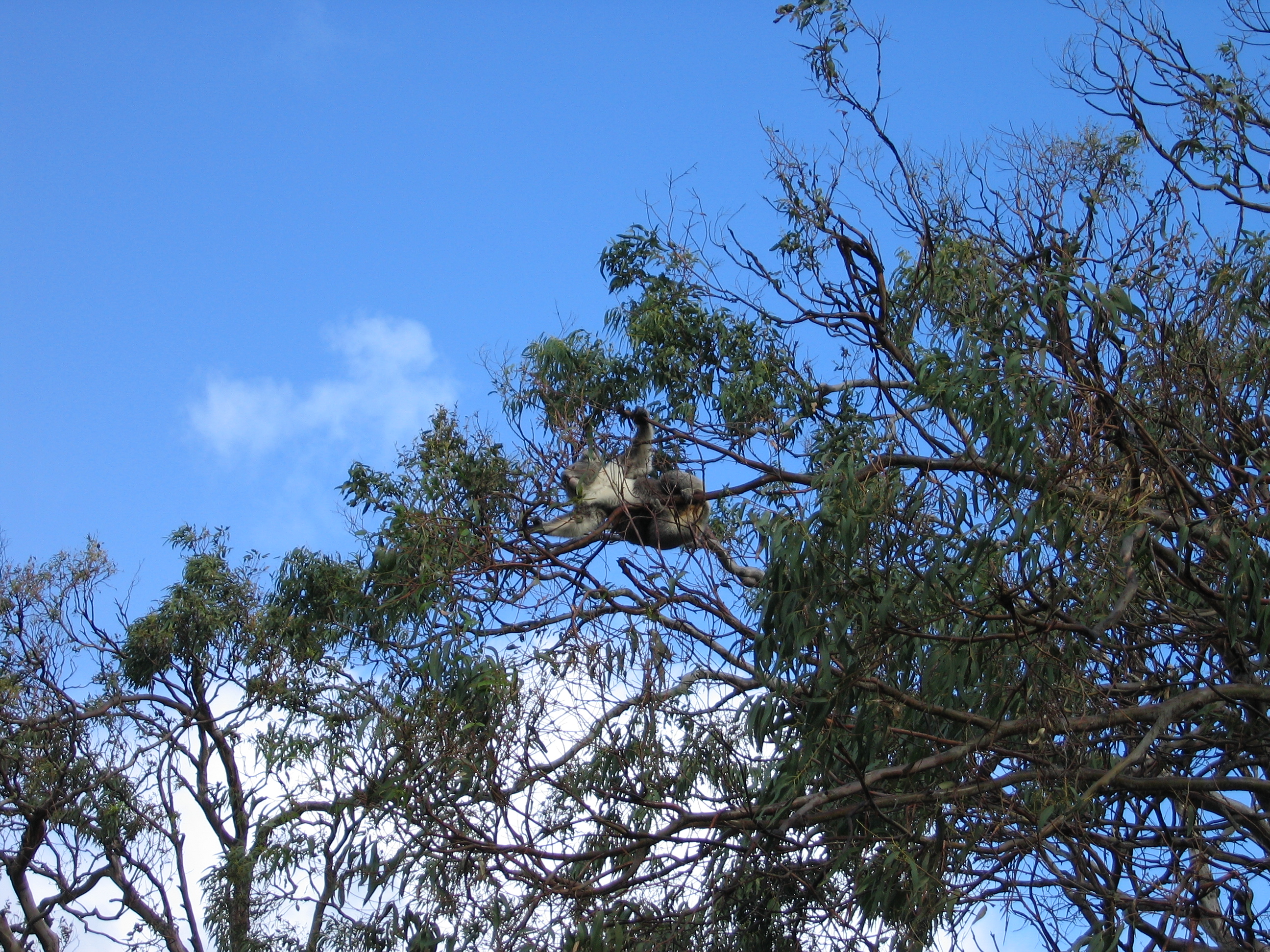 a) Drop bear in its habitat, (b) drop bear attacking prey, (c) two