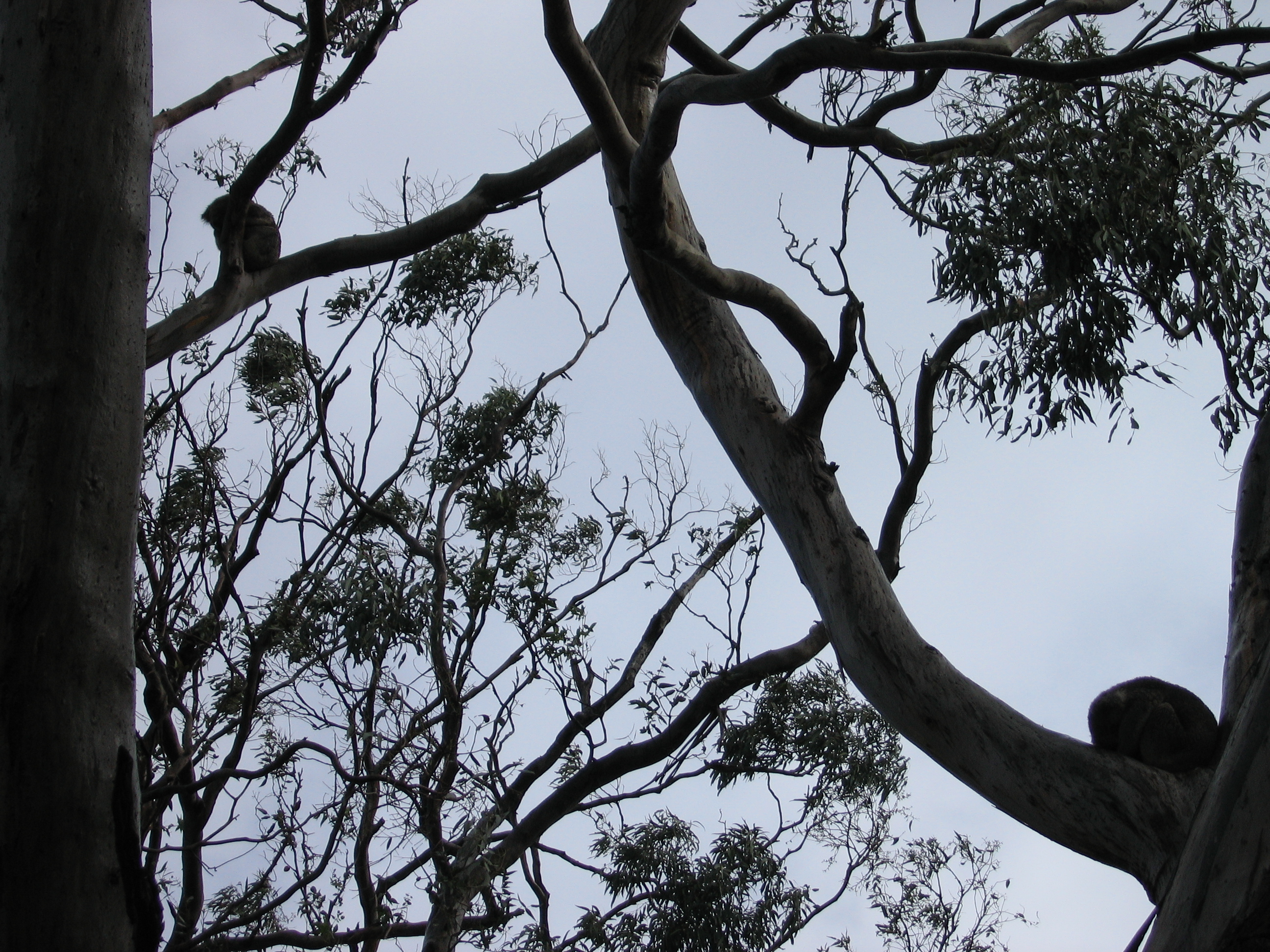 a) Drop bear in its habitat, (b) drop bear attacking prey, (c) two