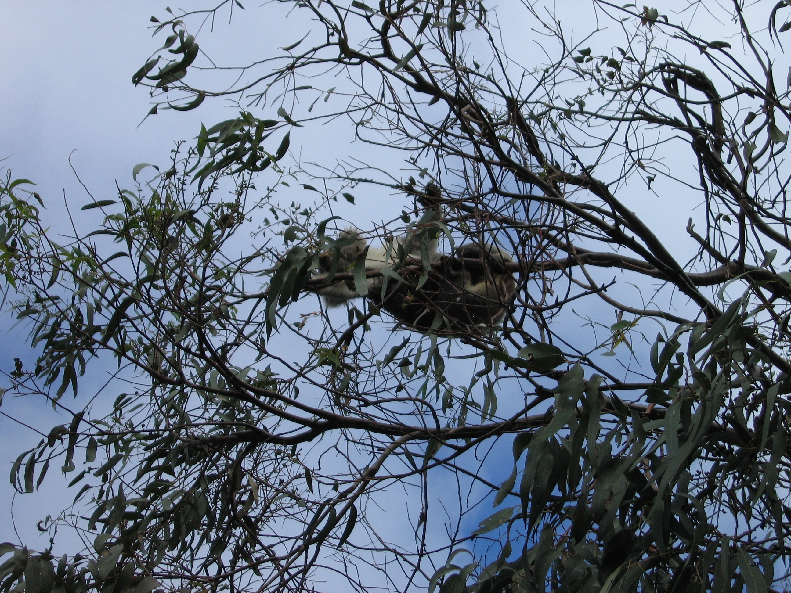 a) Drop bear in its habitat, (b) drop bear attacking prey, (c) two