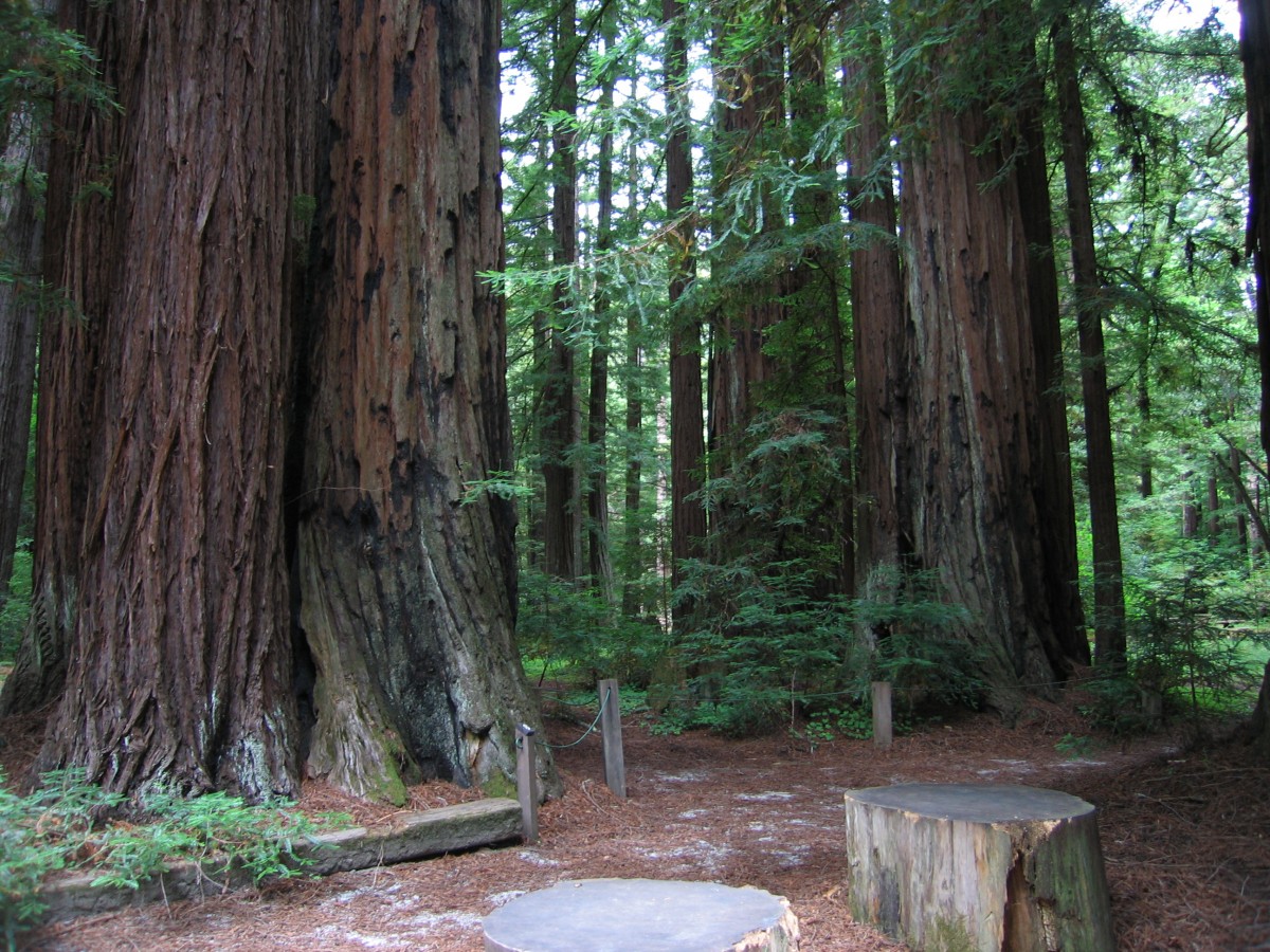 Redwoods by Jason Chin