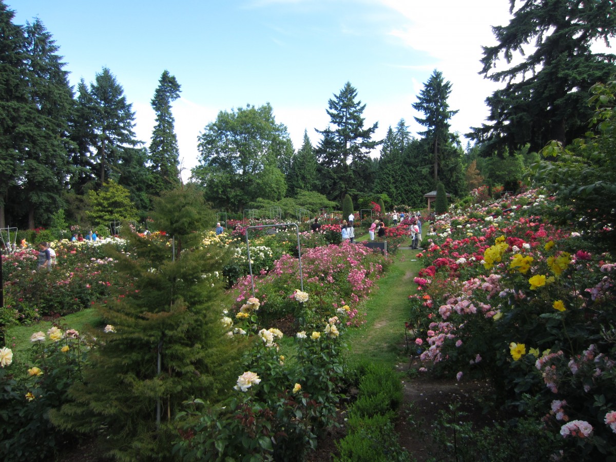 International Rose Test Garden with Heather – Not Your Average Engineer