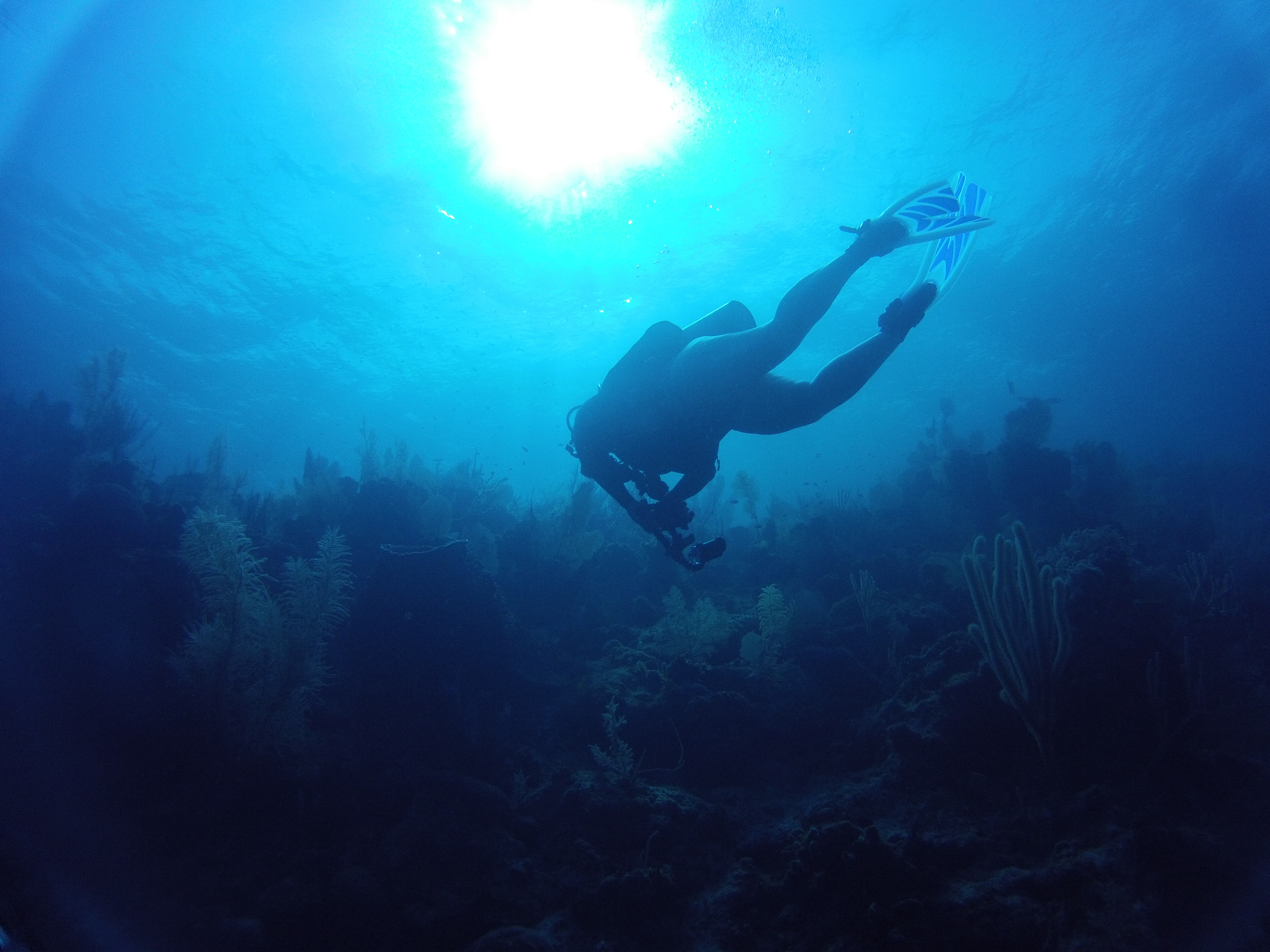 Little Cayman Diving – Not Your Average Engineer