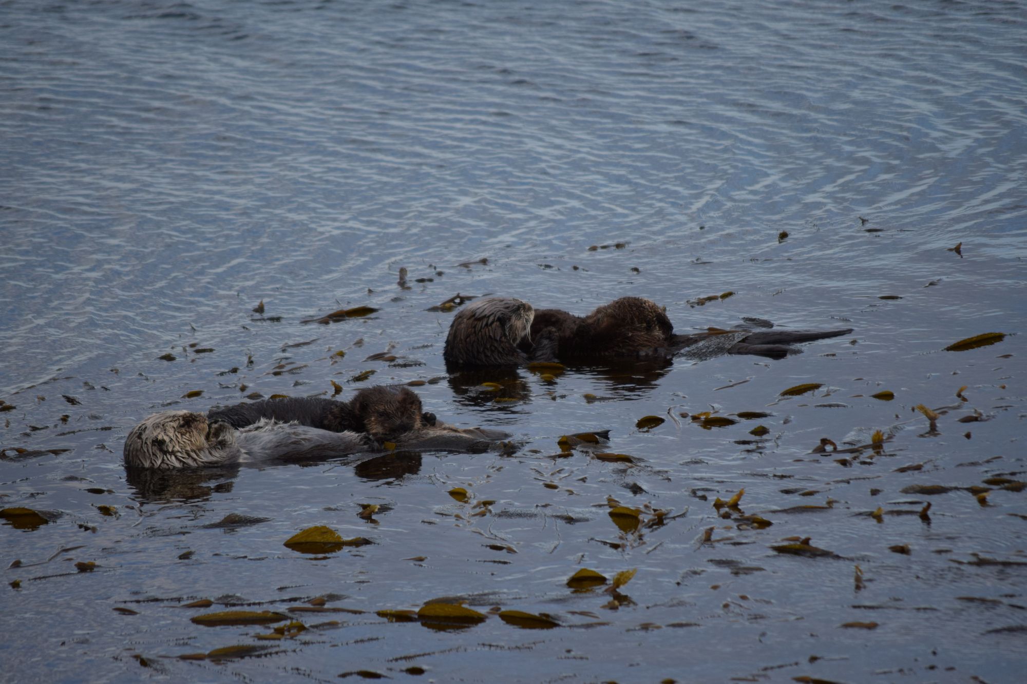 Otters On A Cloudy Day – Not Your Average Engineer